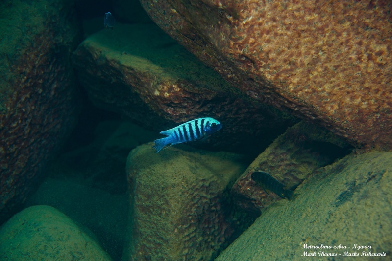 Maylandia zebra 'Ngwasi'